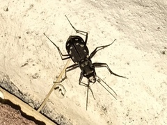 Cicindela sedecimpunctata