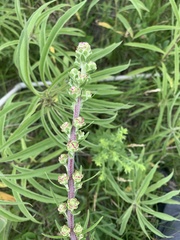 Liatris ligulistylis