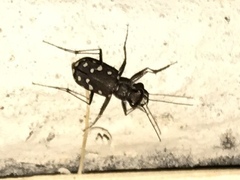Cicindela sedecimpunctata