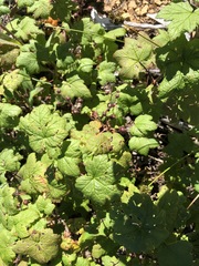Ribes laxiflorum