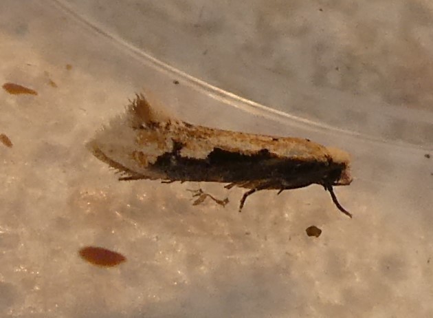 Crypsitricha generosa