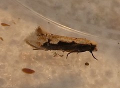 Crypsitricha generosa