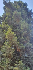 Sequoia sempervirens