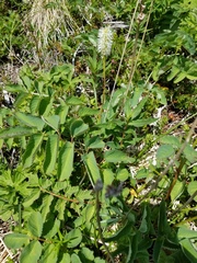 Sanguisorba stipulata
