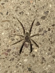 Camptocosa parallela