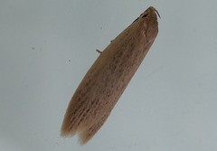 Scieropepla typhicola