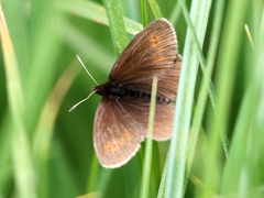 Erebia epiphron