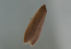 Scieropepla typhicola