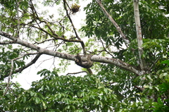 Bradypus tridactylus