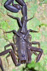 Tityus obscurus