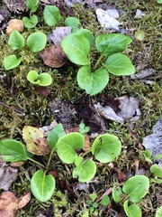 Pyrola rotundifolia