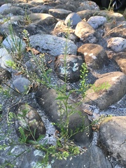 Lepidium ruderale