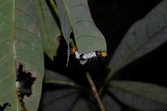 Truncaptera meridionalis