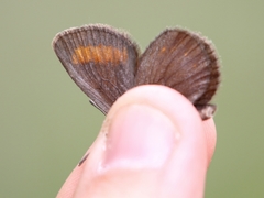 Erebia pharte