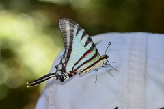 Neographium agesilaus autosilaus