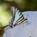 Neographium agesilaus autosilaus - Photo (c) ombeline_sculfort, alguns direitos reservados (CC BY-NC-ND), uploaded by ombeline_sculfort