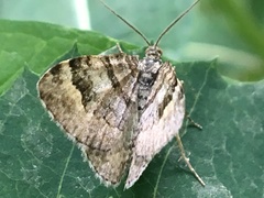 Xanthorhoe abrasaria