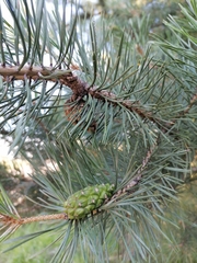 Pinus sylvestris