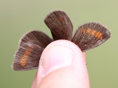 Erebia pharte