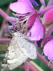 Xanthorhoe abrasaria