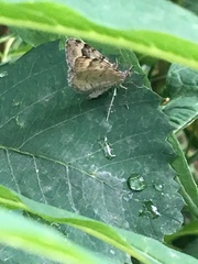 Xanthorhoe abrasaria