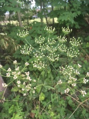 Pimpinella