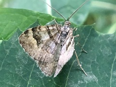 Xanthorhoe abrasaria