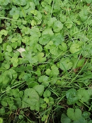 Glechoma hederacea