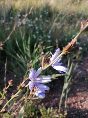 Cichorium intybus