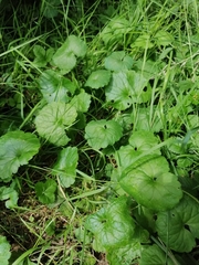 Glechoma hederacea