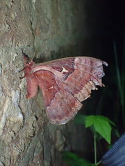 Callosamia angulifera