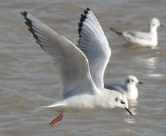 Chroicocephalus philadelphia