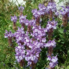 Scutellaria alpina