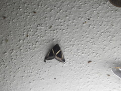 Chalciope