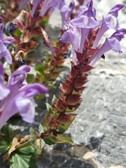 Scutellaria alpina