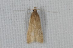 Helcystogramma rufescens