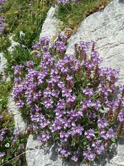 Scutellaria alpina