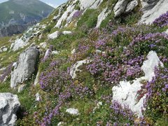 Scutellaria alpina