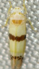 Empoa gillettei