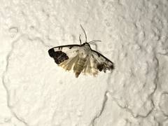 Acontiini