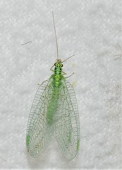 Chrysopa chi