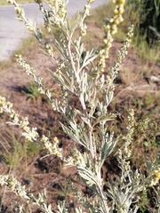 Artemisia absinthium