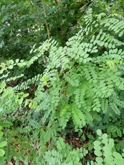 Robinia pseudoacacia