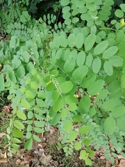 Robinia pseudoacacia