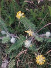 Astragalus dasyanthus