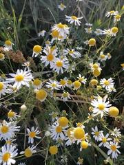 Tripleurospermum inodorum