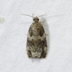 Olethreutes valdanum