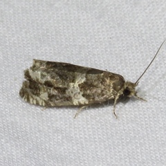 Olethreutes valdanum