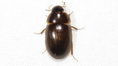 Cymbiodyta bifidus