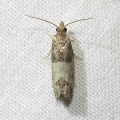 Spilonota ocellana